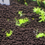 植栽から1日目　ウォーターローン
